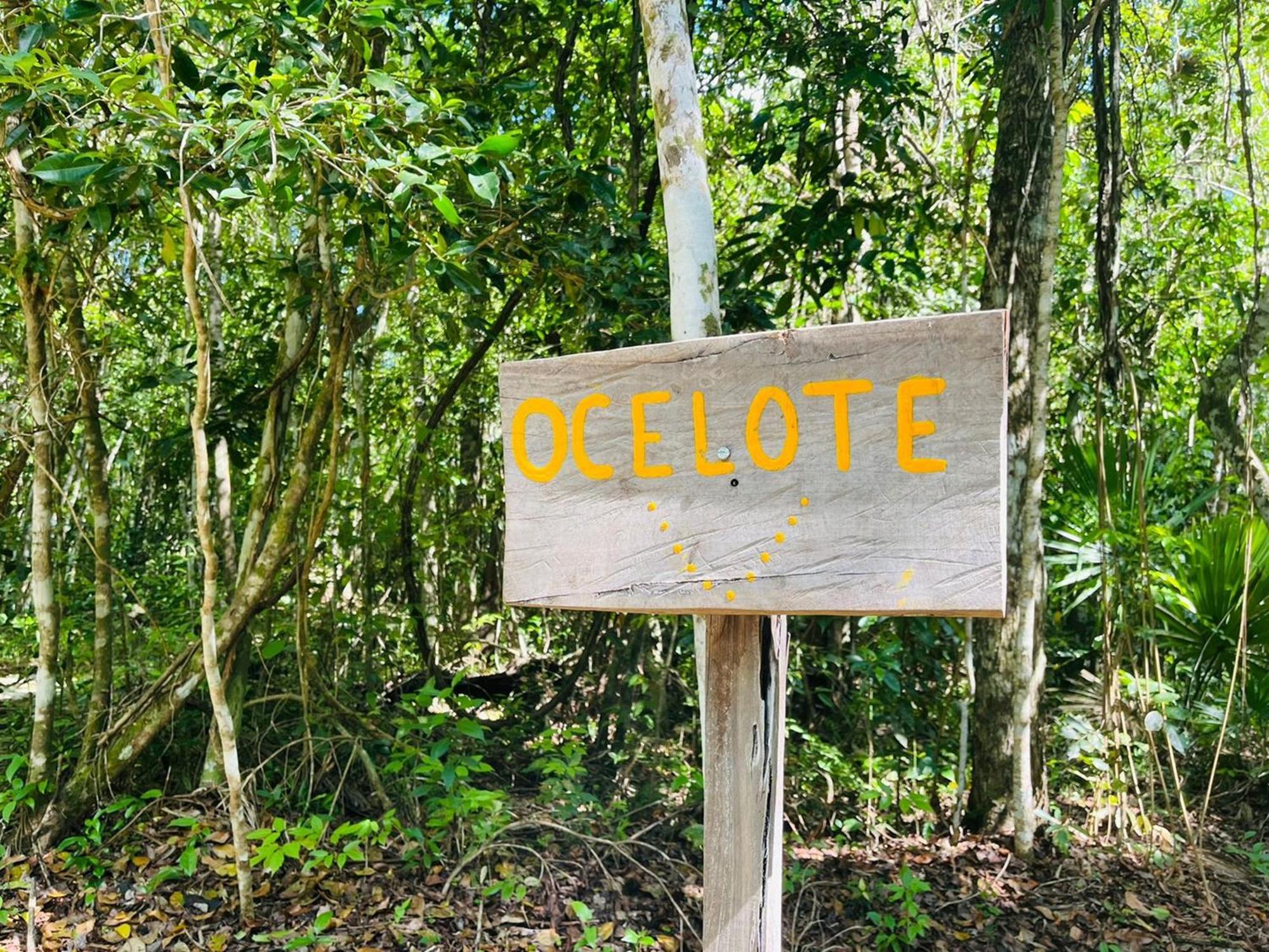 Jolie Jungle Eco Hotel (Adults Only) Leona Vicario Room photo